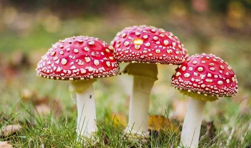 吃瓜爆料黑料蘑菇视频大全,吃瓜爆料，蘑菇视频大全大揭秘