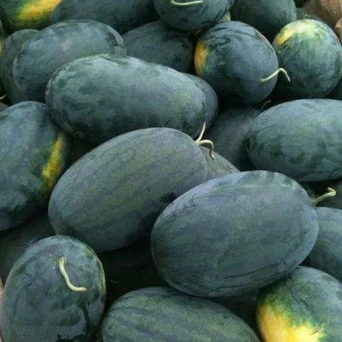 今日黑瓜吃料最新消息